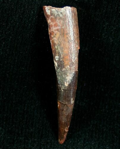 Pterosaur Tooth - Tegana Formation #7183
